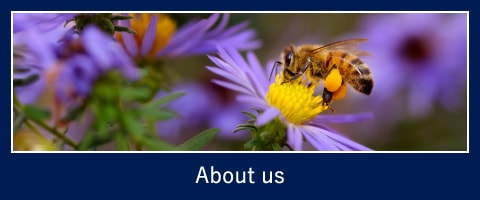 About us